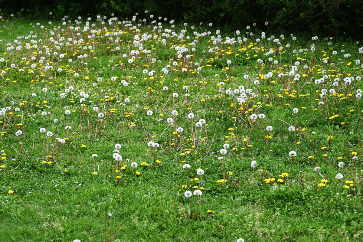 lawn full of weeds dandelions