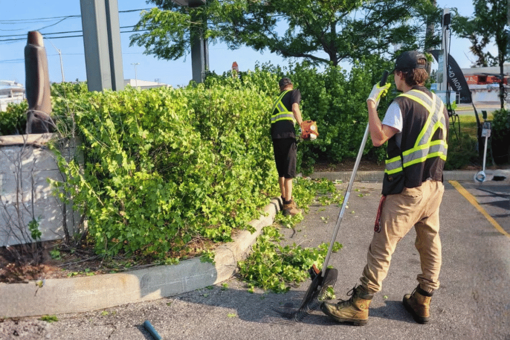 Hedge & Shrub Maintenance_