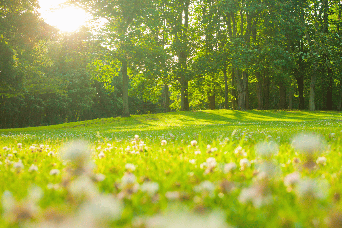 healthy canadian lawn sunny day