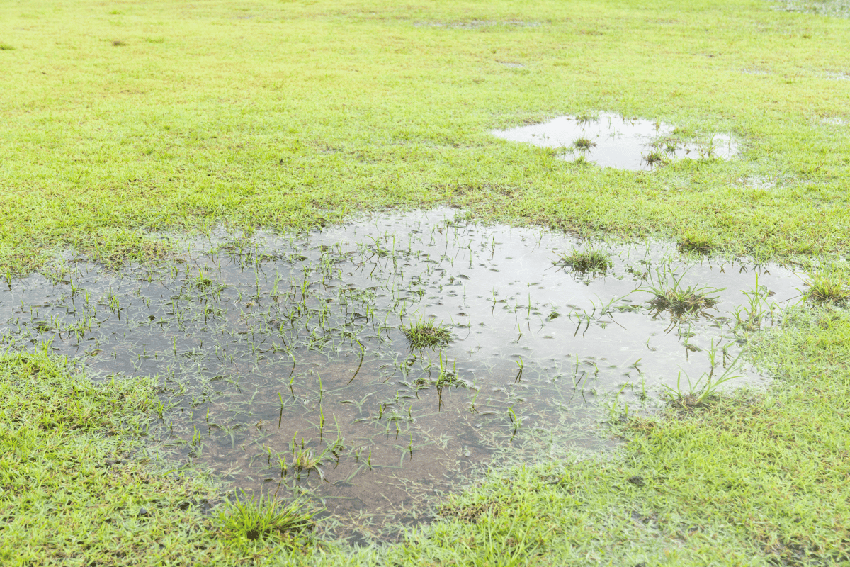 water pooling on lawn yard