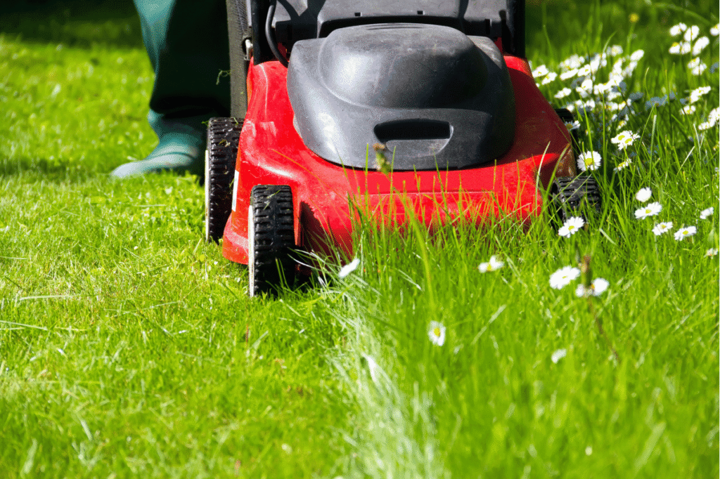 Healthy green lawn