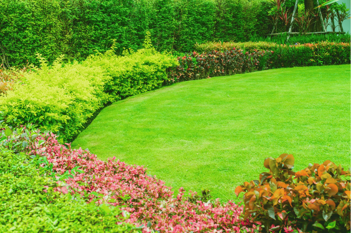 healthy green lawn