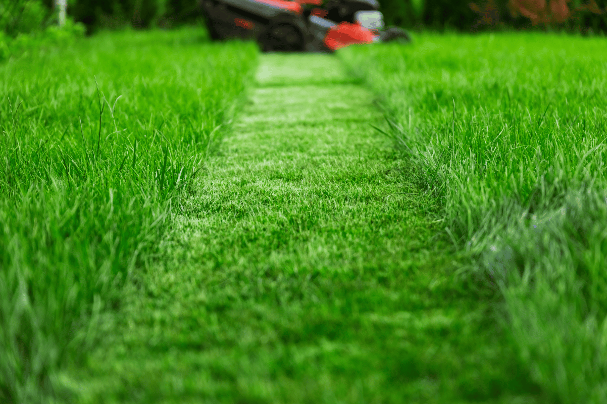 healthy lawn before and after mowing