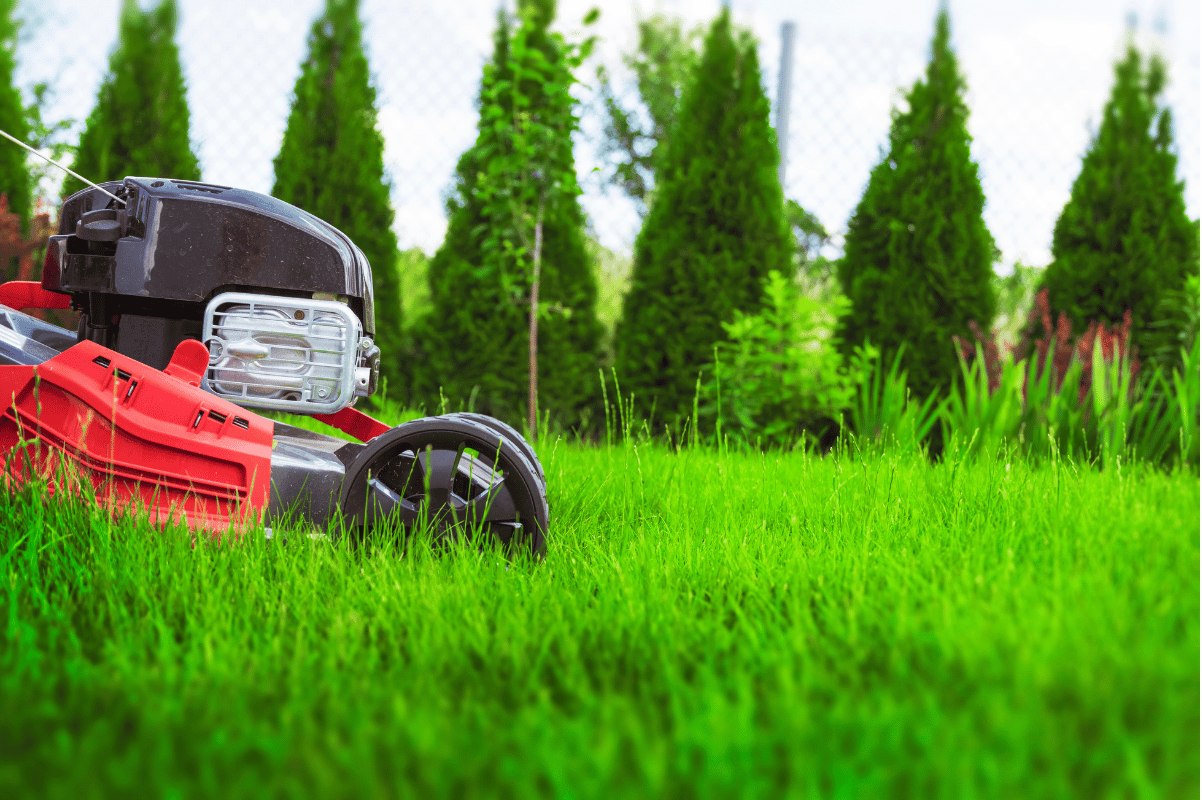summer lawn care