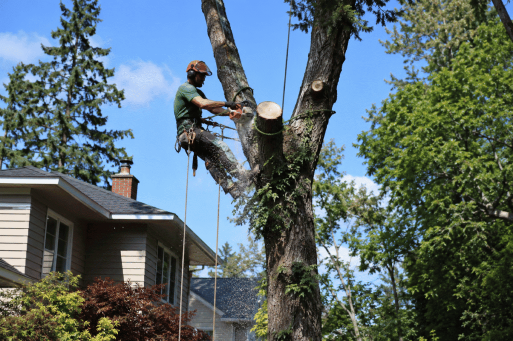 Arborist cutting large tree residential Canada
