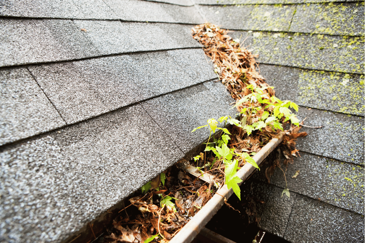 Clogged gutters with leaves