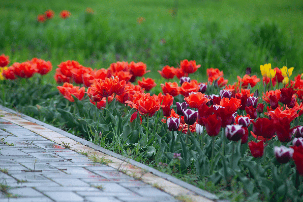 Landscape measuring flower bed