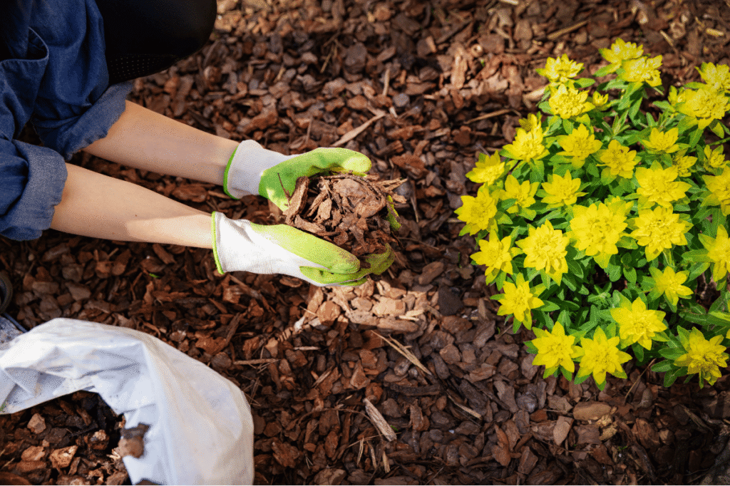 Mulching garden beds with fresh brown mulch