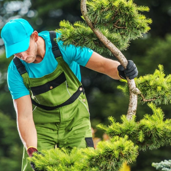 gardener-checking-garden-tree-health-2021-08-29-16-57-16-utc-1-800x931